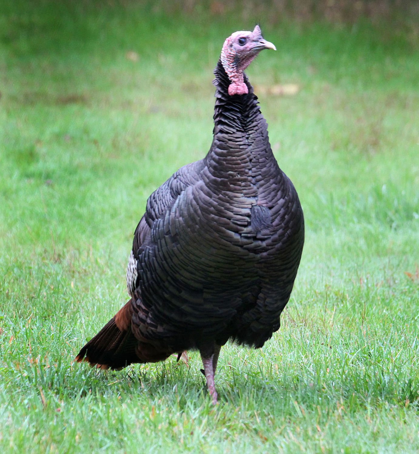 Pictures Of A Talking Turkey Thanksgiving